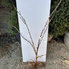 Френско грозде Ribes uva-crispa 'Инвикта' (Гол Корен)